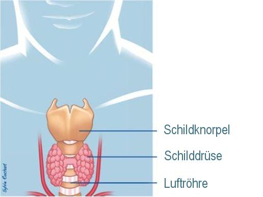 Lage der Schilddrüse unten im Hals